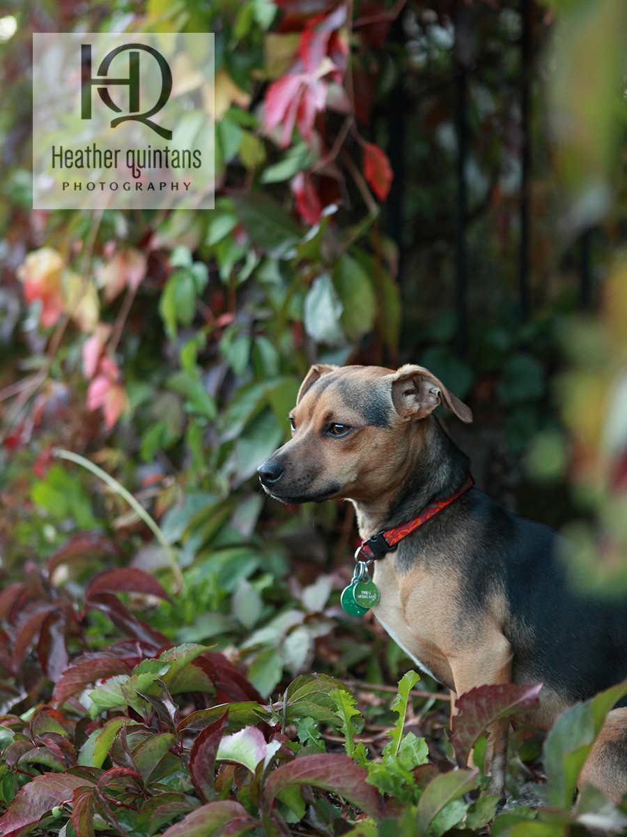A fall Seattle dog portrait